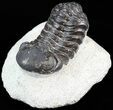 Bargain Austerops Trilobite - Morocco #43505-3